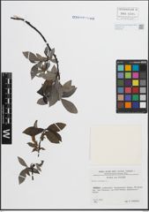 Foto von Salix hastata L.